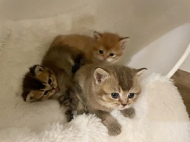 Britisch Kurzhaar Golden Shell , black golden Tabby , Golden Silver Tabby - 1