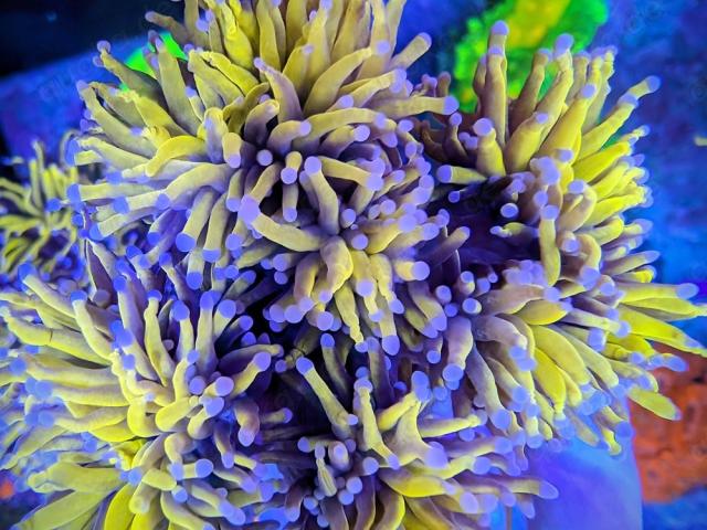 Euphyllia glabrescens golden Torch 7 Köpfe Nachzucht LPS Koralle - 1