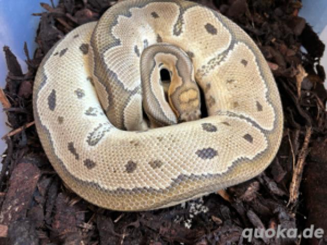 1.0 Clown possibel het albino - 1