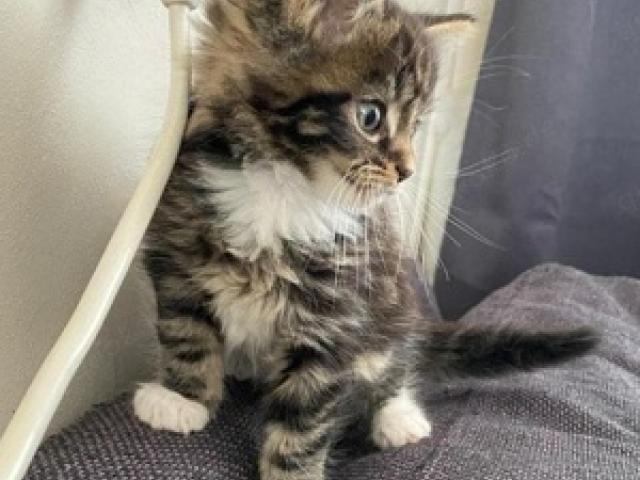 Maine Coon Kätzchen   Männlich und Weiblich   Für Ihre Familie - 1