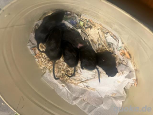 Degus - Degubabys - 1